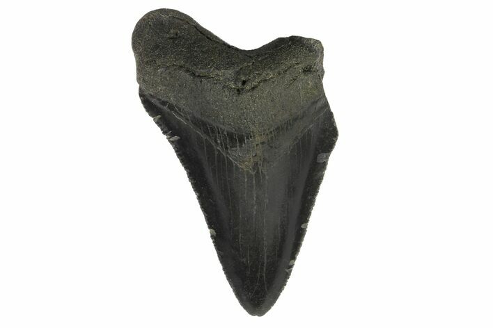 Partial Megalodon Tooth - Sharply Serrated #172177